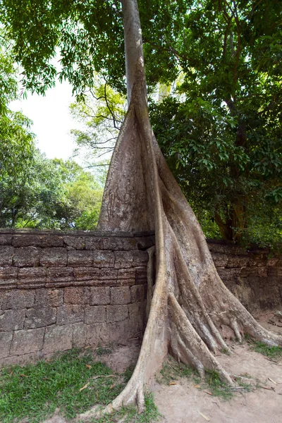 Prasat Ta Prum. Tree and Wall. — Stock Photo, Image