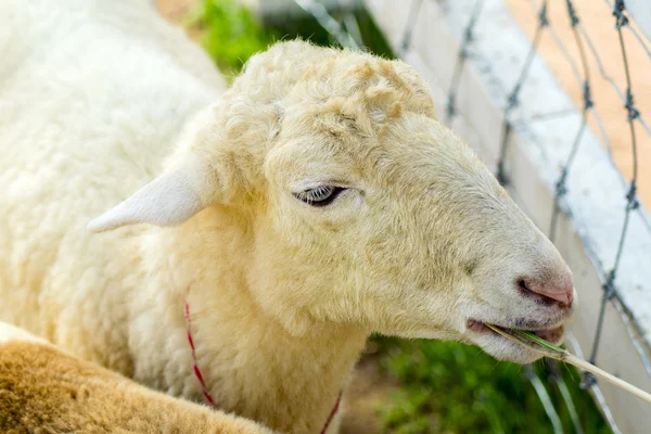 Ziegenkopf. — Stockfoto