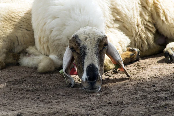 Trauriger Kopf. — Stockfoto