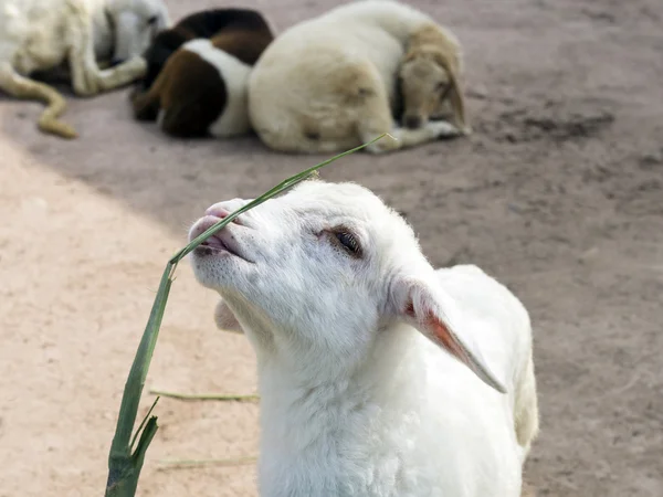 Weißes Kind. — Stockfoto