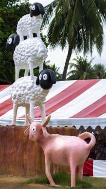 üç koyun ve keçi. Pattaya koyun çiftliği.