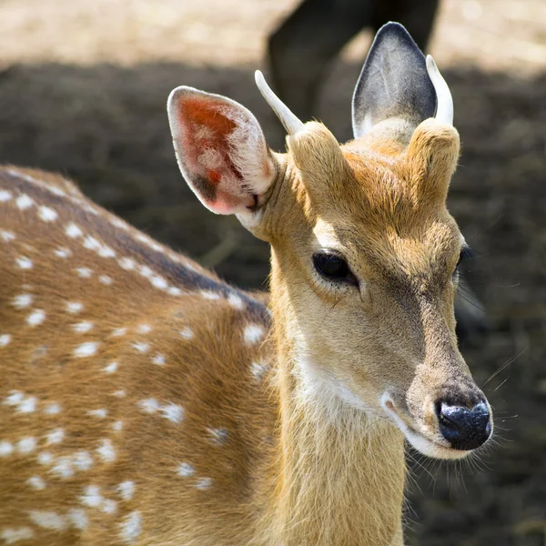 Sika Hirschweibchen. — Stockfoto