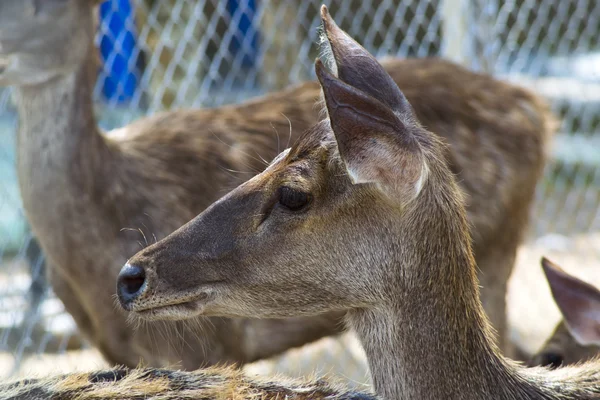 Sika Deer Kid profiili . — kuvapankkivalokuva