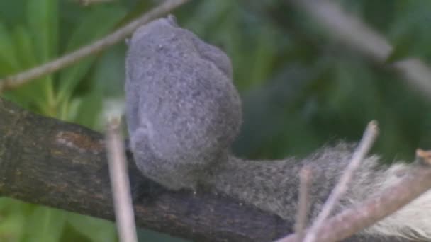 Wild Grey Squirrel makes exercices with forest birds singing. — Stock Video