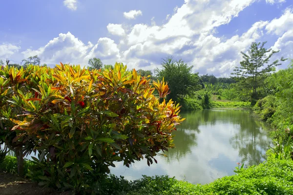 Arbustos de Croton . — Foto de Stock