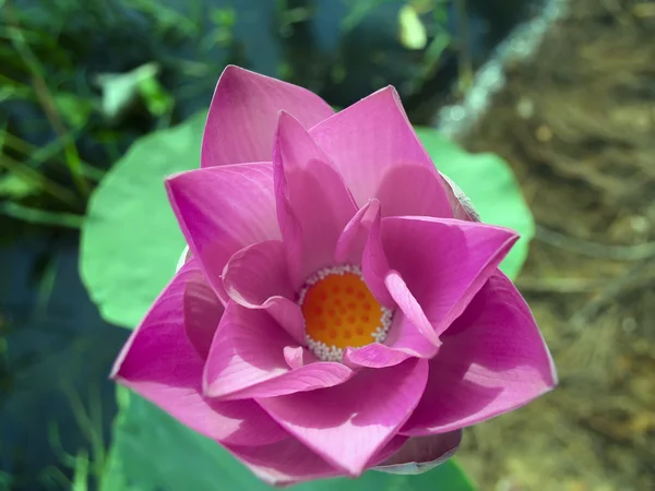Цветущий цветок лотоса . — стоковое фото
