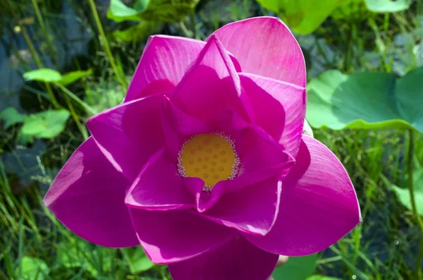 Цветок лотоса. — стоковое фото