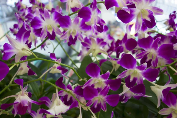 Orchidee . — Foto Stock