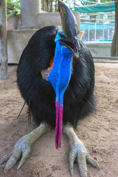 cassowary çift wattled.