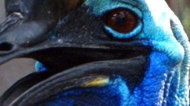 Avustralya cassowary.