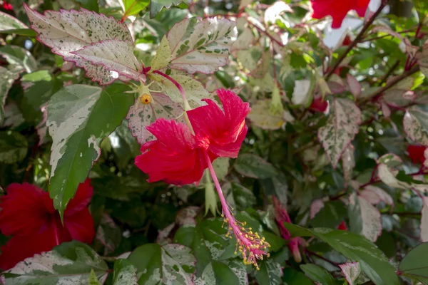 Hibiscus Bush cu flori roșii, Bud și frunze variate . — Fotografie, imagine de stoc