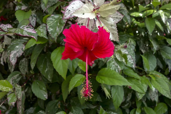 Hibiscus Bush with Red Flower and Variegated Leaves. — Stock Photo, Image