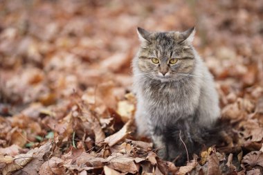 Sonbahar yeşilliklerindeki kaplan kedi barınakta ev arıyor, kedi arka planı.