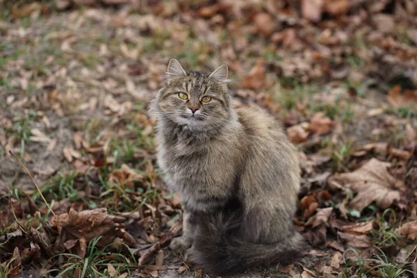 Tigre gato en otoño follaje en el refugio en busca de un hogar, fondo —  Fotos de Stock