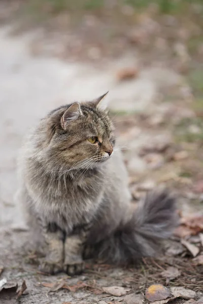 Бриндл-кот сидит в осенней листве — стоковое фото