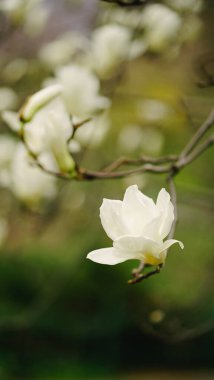 Yeşil arkaplanda beyaz manolya çiçeği