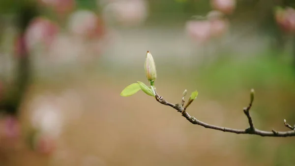 Emphasis on magnolia bud branch in spring morning park — Stock Photo, Image