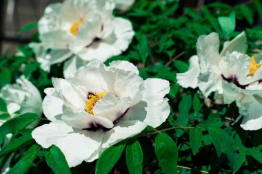 Peony Paeonia lactiflora, yazın çiçekleri. Şakayık çiçekli erkek organı, erkek organı ve erkek organı detayı