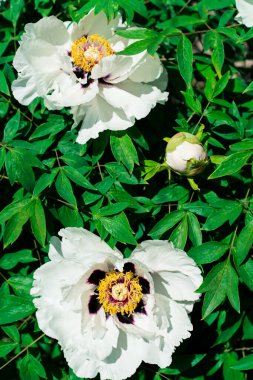 Yeşil yaprakların arka planına karşı beyaz ağaç benzeri şakayıkların dikey çerçevesi