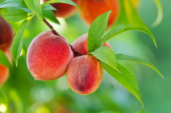 Melocotones colgando de una rama de árbol — Foto de Stock