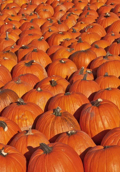 Parche de calabaza — Foto de Stock