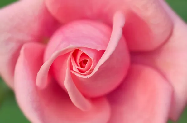 Roze roos close-up — Stockfoto