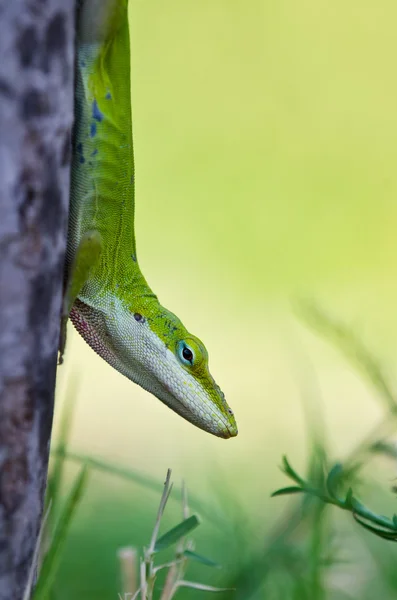 Green Anole lizard (Anolis carolinensis) — Stock Photo, Image