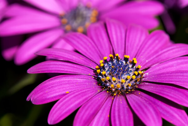 Африканская Дейзи (Osteospermum) цветы
