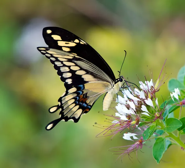 Giant Swallowtail butterfly (Papilio cresphontes) — Stock Photo, Image