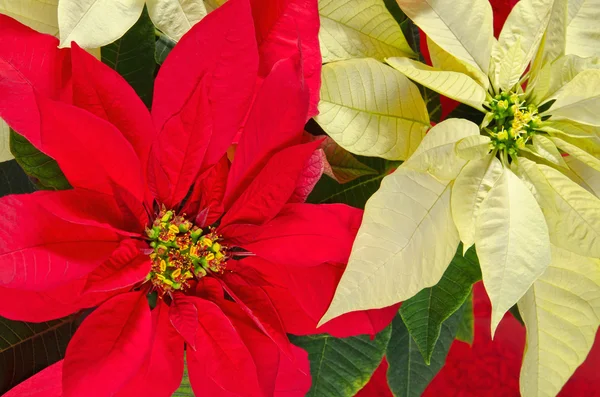 Vánoční hvězda květiny — Stock fotografie