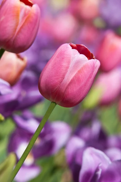 Tulipani di primavera in pastelli — Foto Stock