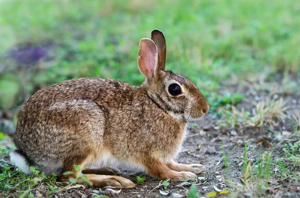 Cottontail konijn — Stockfoto