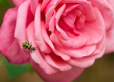 Benekli salatalık böceği Rose