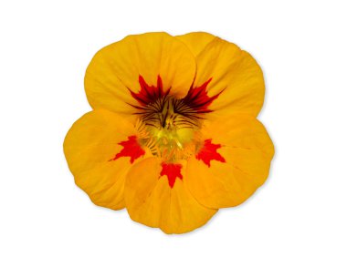 Sarı nasturtium çiçek