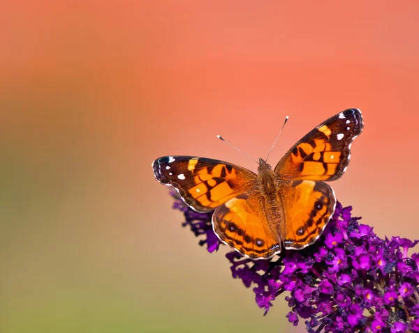 Američanka (Vanessa virginiensis) motýl — Stock fotografie