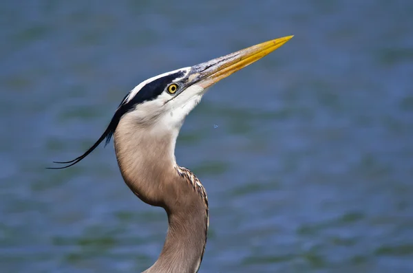 大蓝鹭（ardea herodias）) — 图库照片