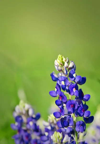 Texaanse bluebonnets — Stockfoto