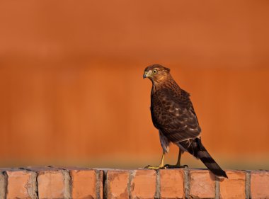 Cooper's Hawk duran bir çit