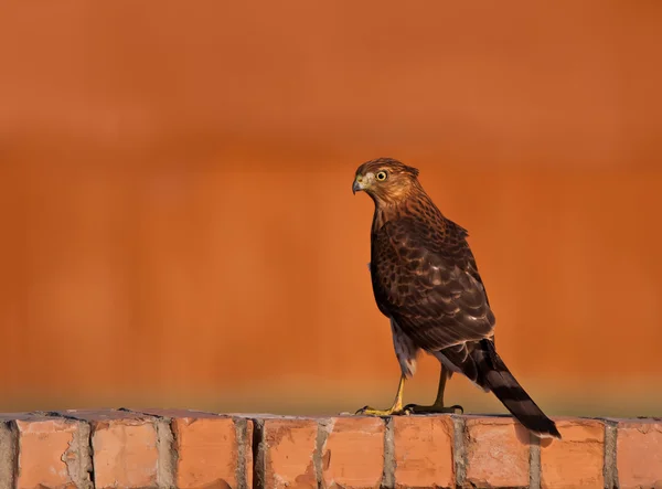 Cooper's Hawk standing on a fence — Stock Photo, Image