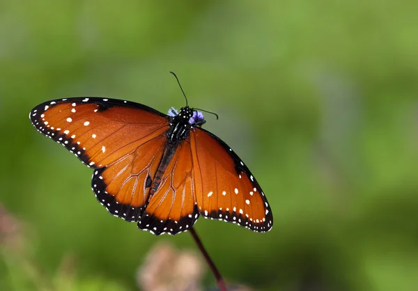 Queen butterfly (danaus gilippus) — Stock Photo, Image