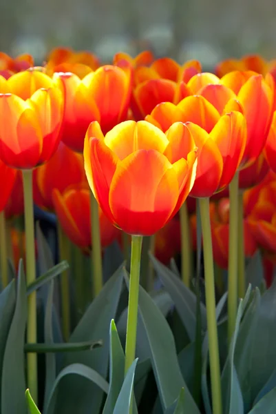 Bright colored spring tulips — Stock Photo, Image