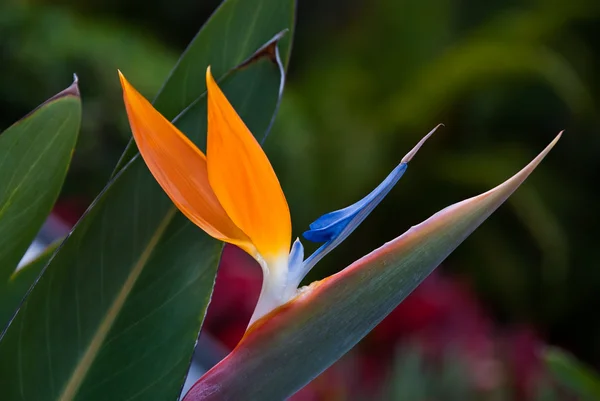Paradiesvogel Blume — Stockfoto