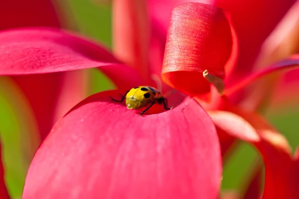 在花卉中认出了黄瓜甲虫 — 图库照片