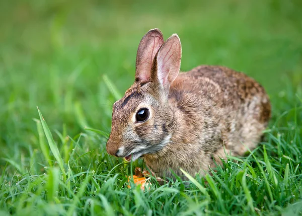 Lapin lapin en coton mangeant — Photo