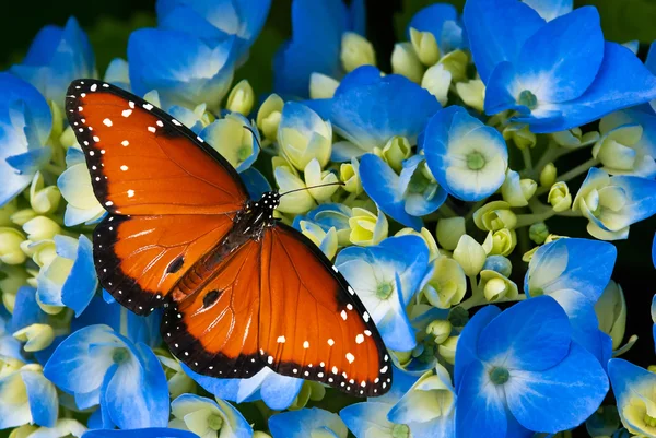 Reina mariposa en flor de hortensia — Foto de Stock