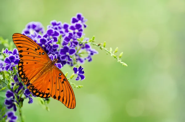 Farfalla fritillare del Golfo — Foto Stock