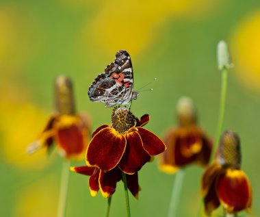 Amerikan Bayan kelebek (Vanessa virginiensis)