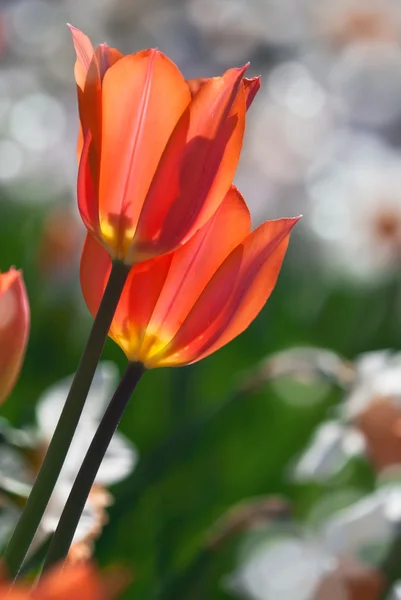 Orange spring tulips in bloom — Stock Photo, Image