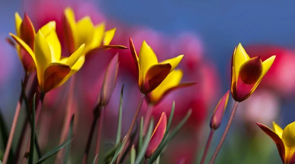 Tulipa chrysantha flowers — Stock Photo, Image