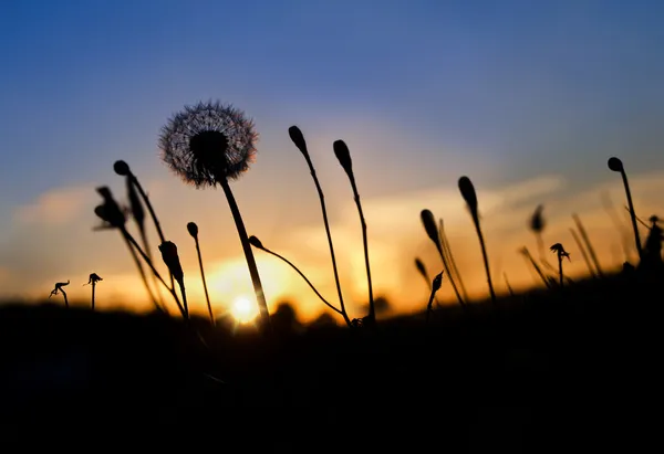 Löwenzahn Silhouetten bei Sonnenuntergang — Stockfoto